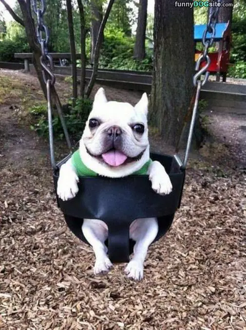 Swing Swing