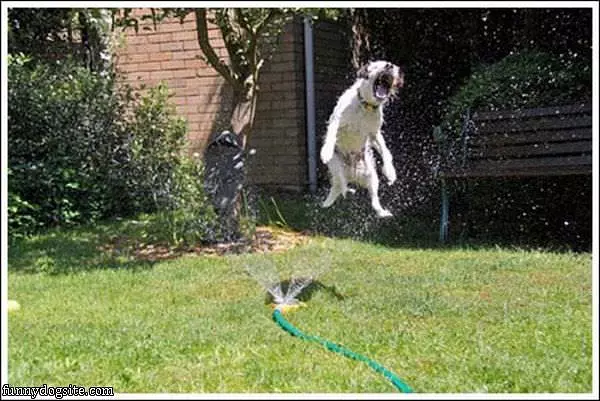 Flying Attack