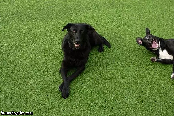 Doggy Photobomb