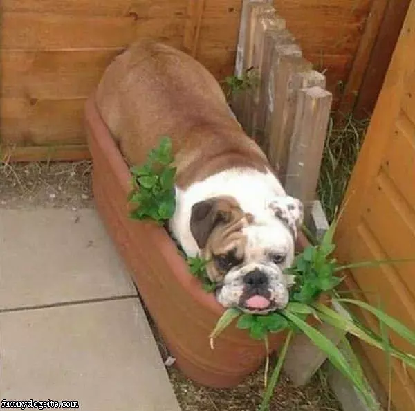 I Am Flowers Now