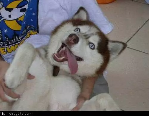 Happy Husky