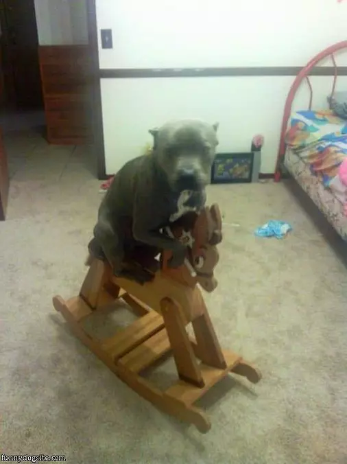 Rocking Horse Dog