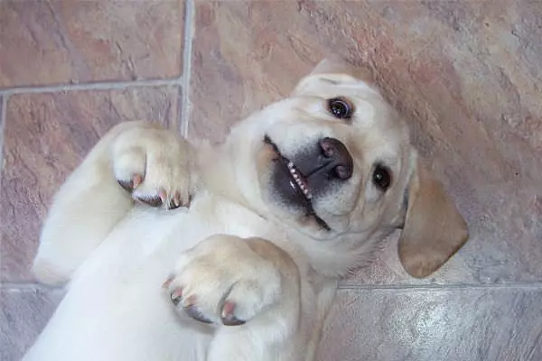 Happy Pup
