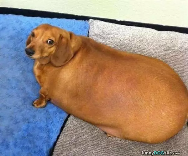 That Is A Big Dog