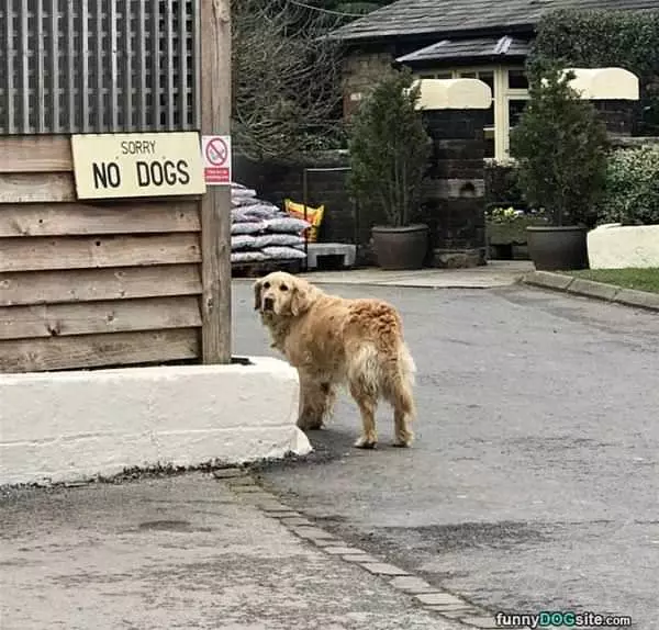Sorry No Dogs