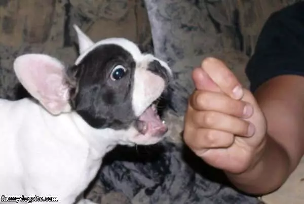 Got Your Nose
