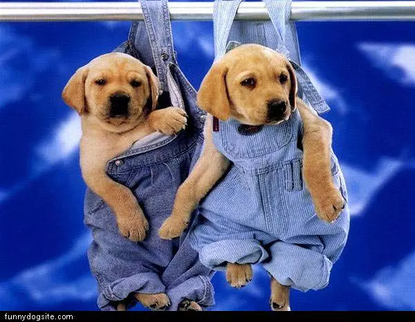Overalls Puppies