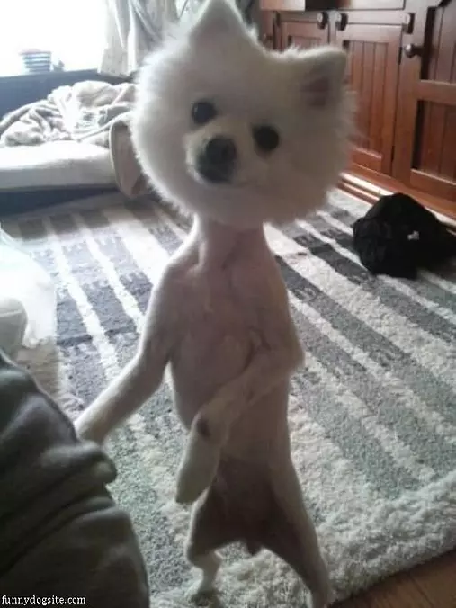 Nice Haircut