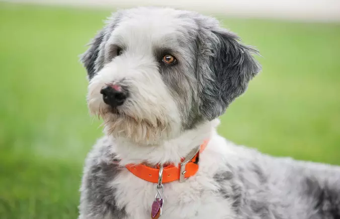 Bearded Collie puppy