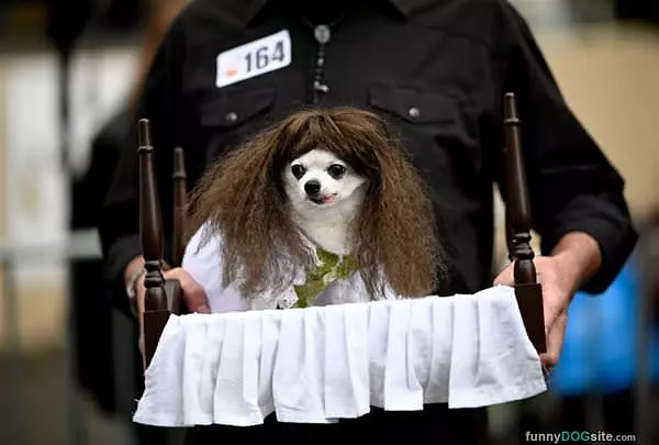 Nice Wig
