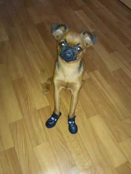 Do You Like My Shoes