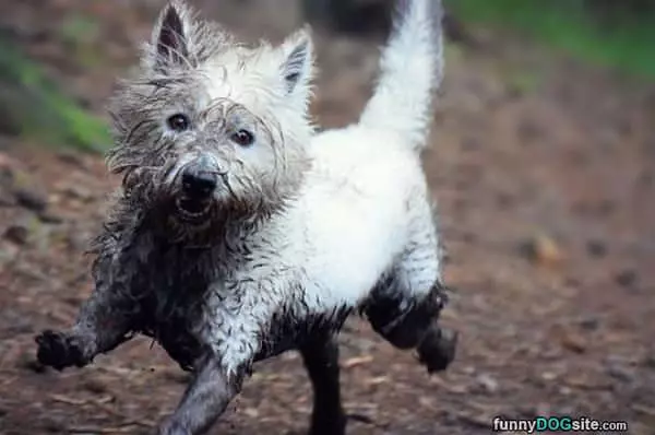 Mud Runner