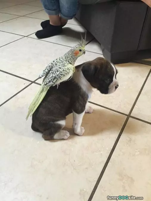 Bird Riding Me