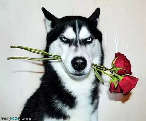 Got Some Roses