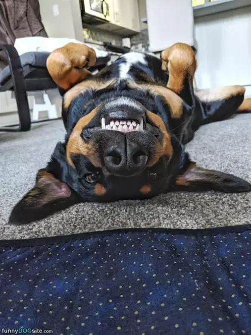 Upside Down Cute Dog