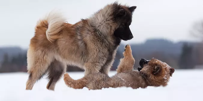 Eurasier family