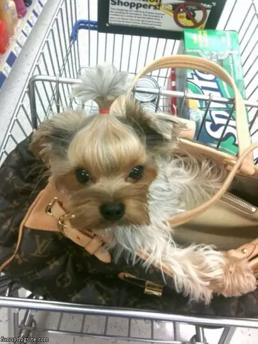 Purse Dog