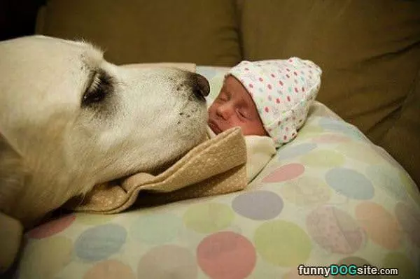 Bodyguard