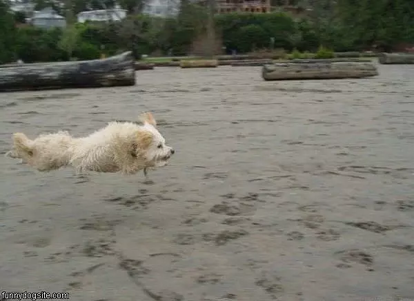 Flying Dog