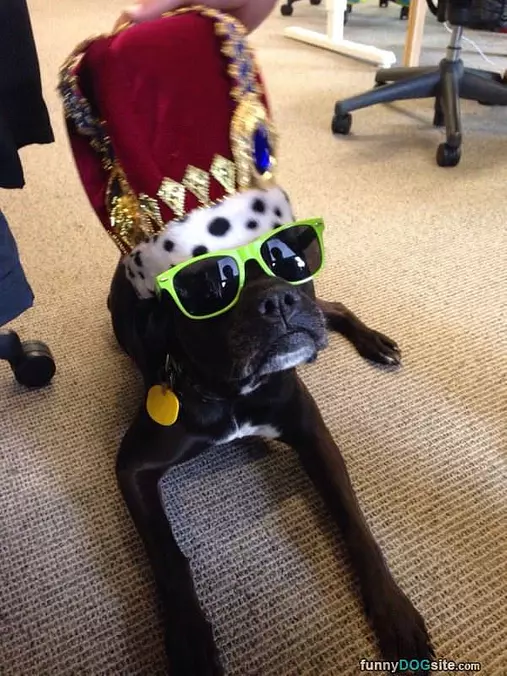 I Am The King