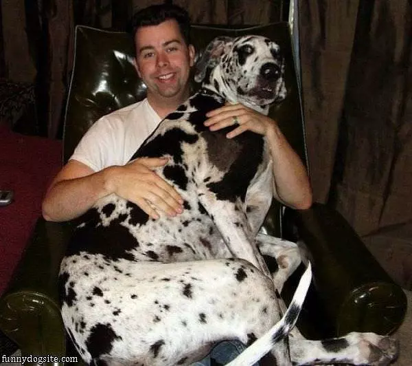 Little Lap Dog