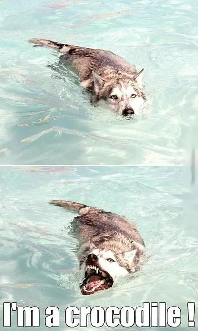 Crocodile