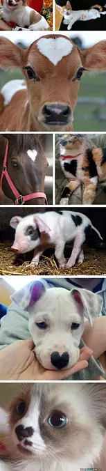 Heart Animals