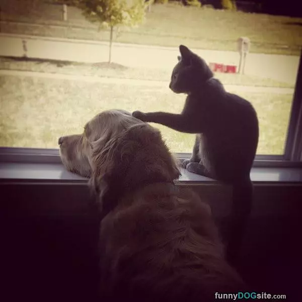 It Is Ok Buddy