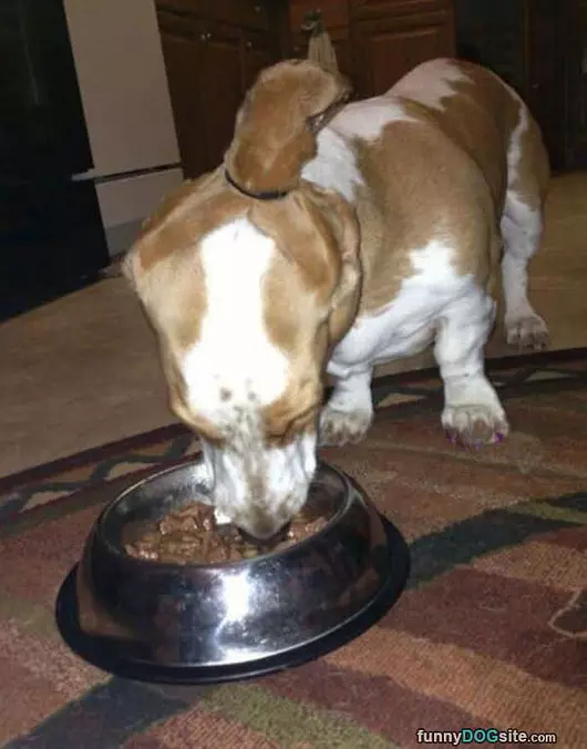Ears Always In The Food