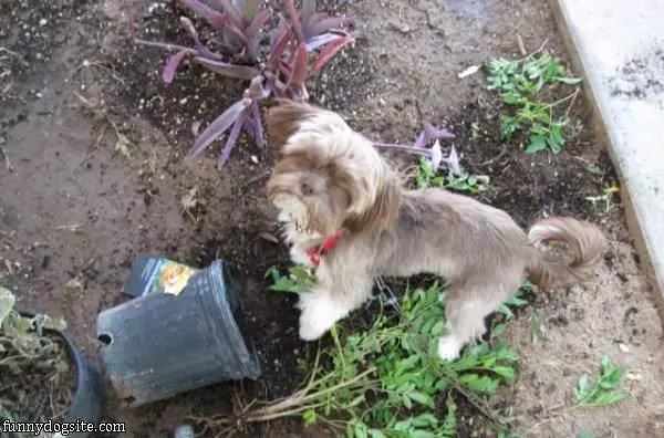 I Hated This Plant