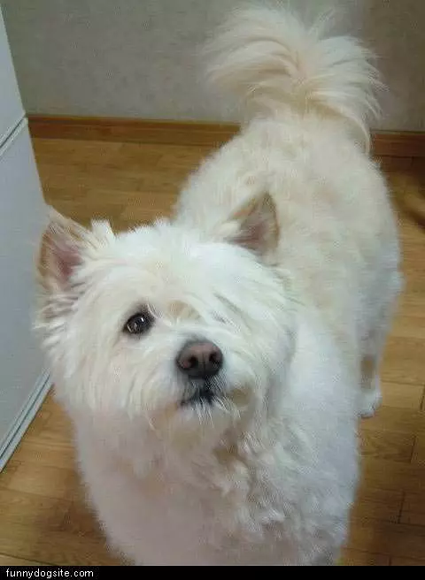 One Eyed Westie