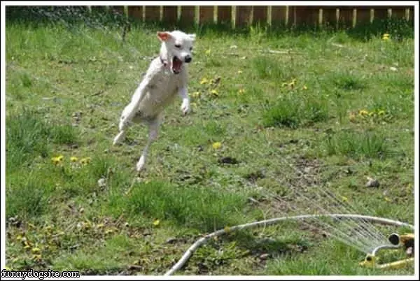 I Will Get You Water