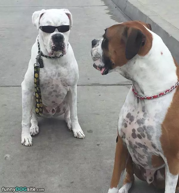 Those Are Cool Dogs
