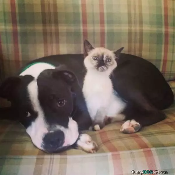 I Am Keeping My Buddy Warm