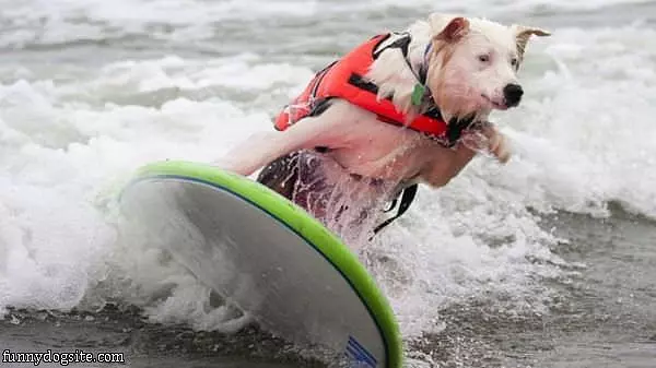 Surfer Dog