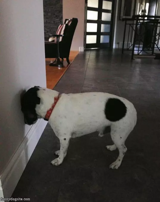 Tired Dog