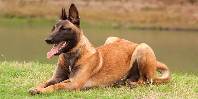 Belgian Malinois