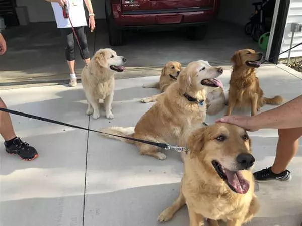 Some Good Dogs