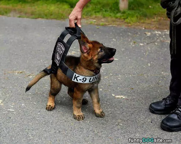 Mini K9 Unit
