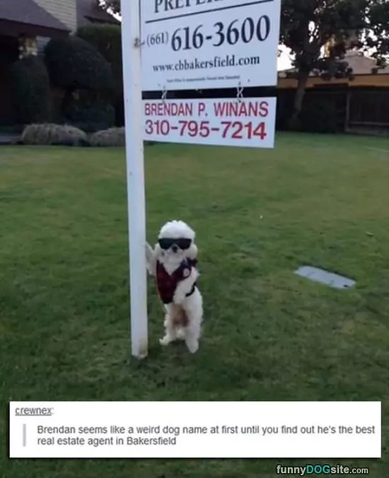Brendan The Dog