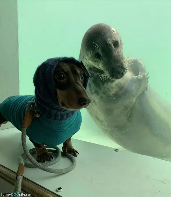 Dog And Water Dog
