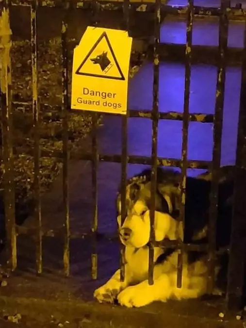 Guard Dogs