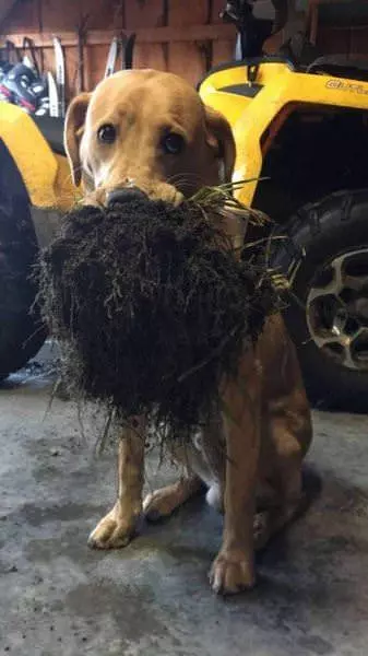 I Got Some Grass