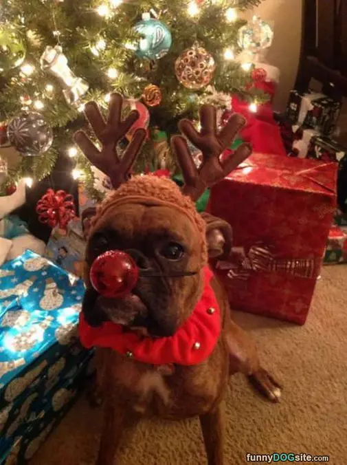 Rudolph