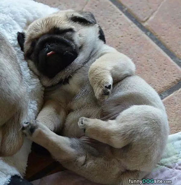 Pugging Out