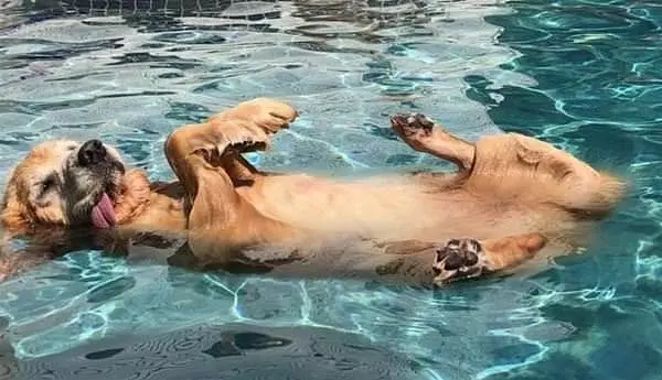 Enjoying The Pool