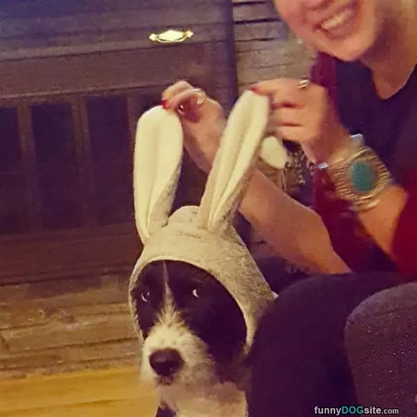 I Am A Bunny Hop Hop