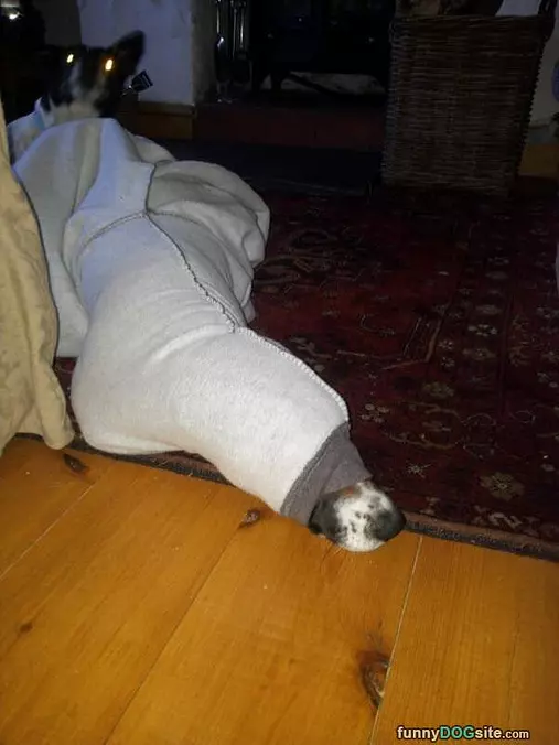 Snake Dog