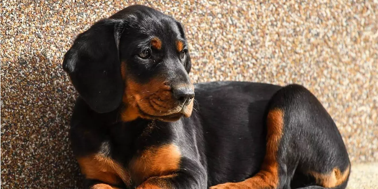 Slovensky Kopov puppy laying