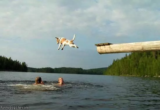 Dog Swimming